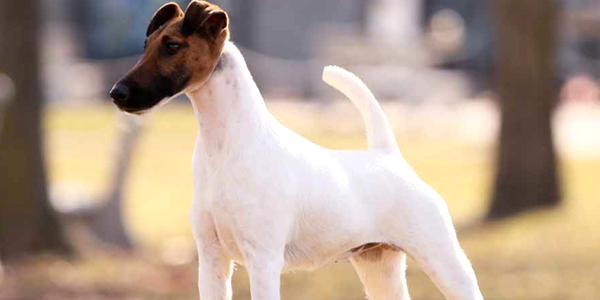 Smooth Fox Terrier Information Shedding Coat Dogexpress