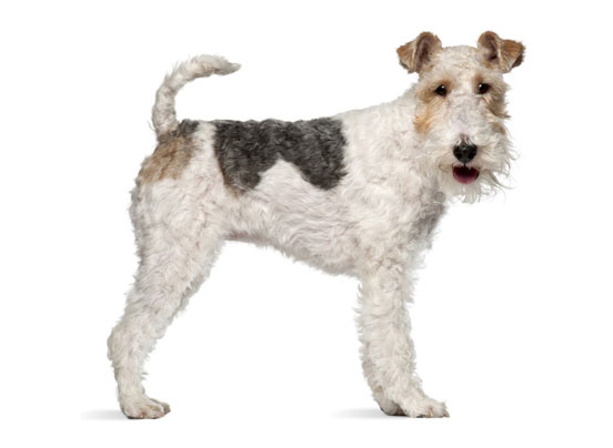 do wire fox terrier shed