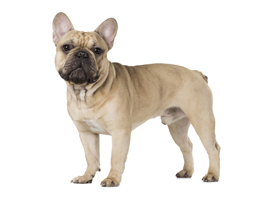 French Bulldog