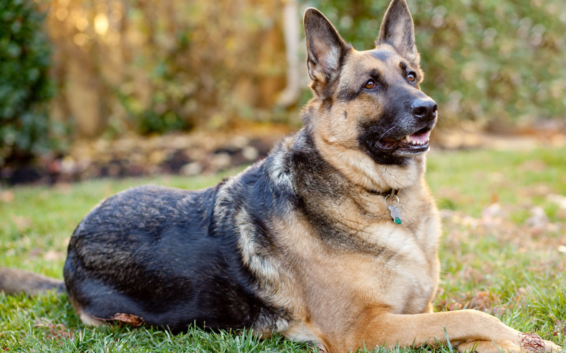 Seven Helpful Tips for Increasing the Lifespan of an Alsatian Dog