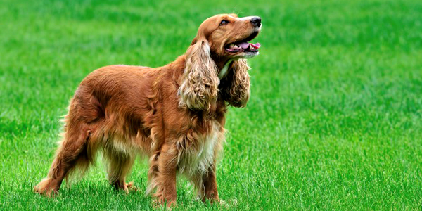 red setter puppy price