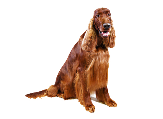 Irish Setter