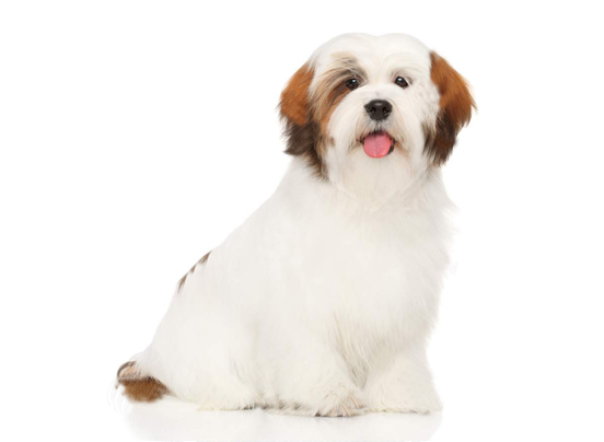 are lhasa apso trainable