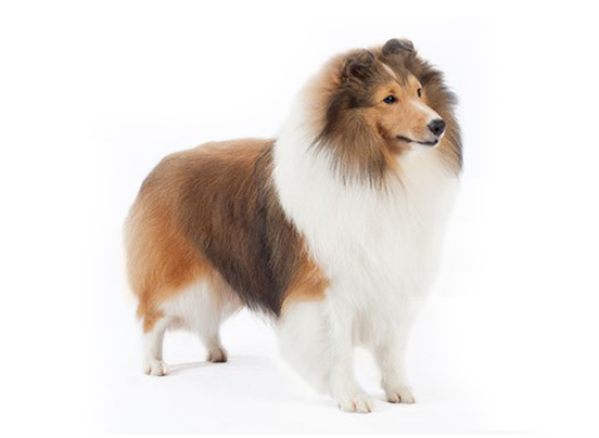 Shetland Sheep dog