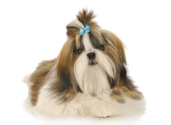 Shih Tzu Dog Breed Information, Price, Images | DogExpress