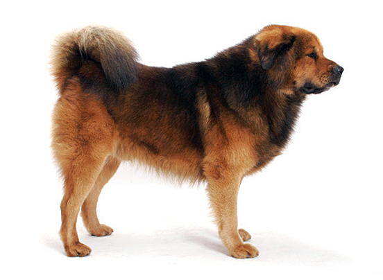 Tibetan Mastiff