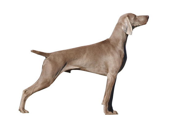 Weimaraner
