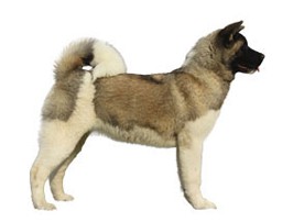 Akita Dog Information, Price, Pictures | DogExpress