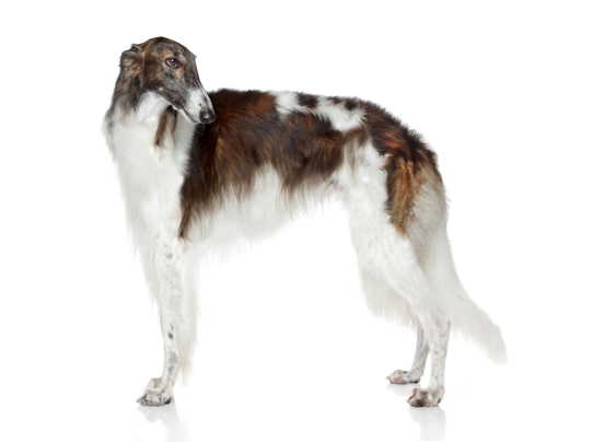 Borzoi