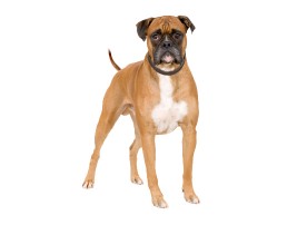 Boxer Dog Breed, Information, Training, Images | DogExpress