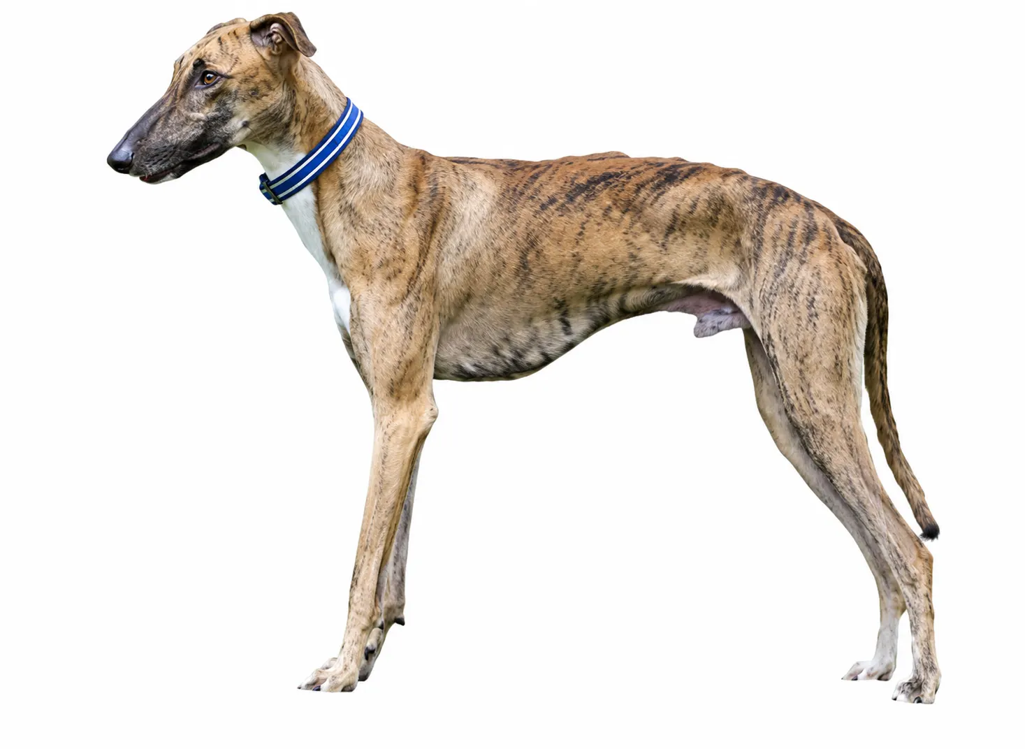 Rampur Hound