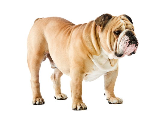 Bull Dog