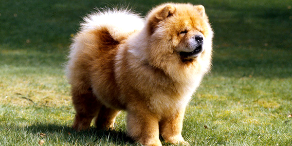 how much does a chow chow dog cost
