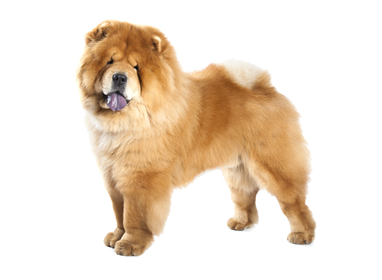 Chow Chow Dog Information, Grooming, Dog Food | DogExpress