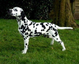 dalmatian-male-and-female-puppies