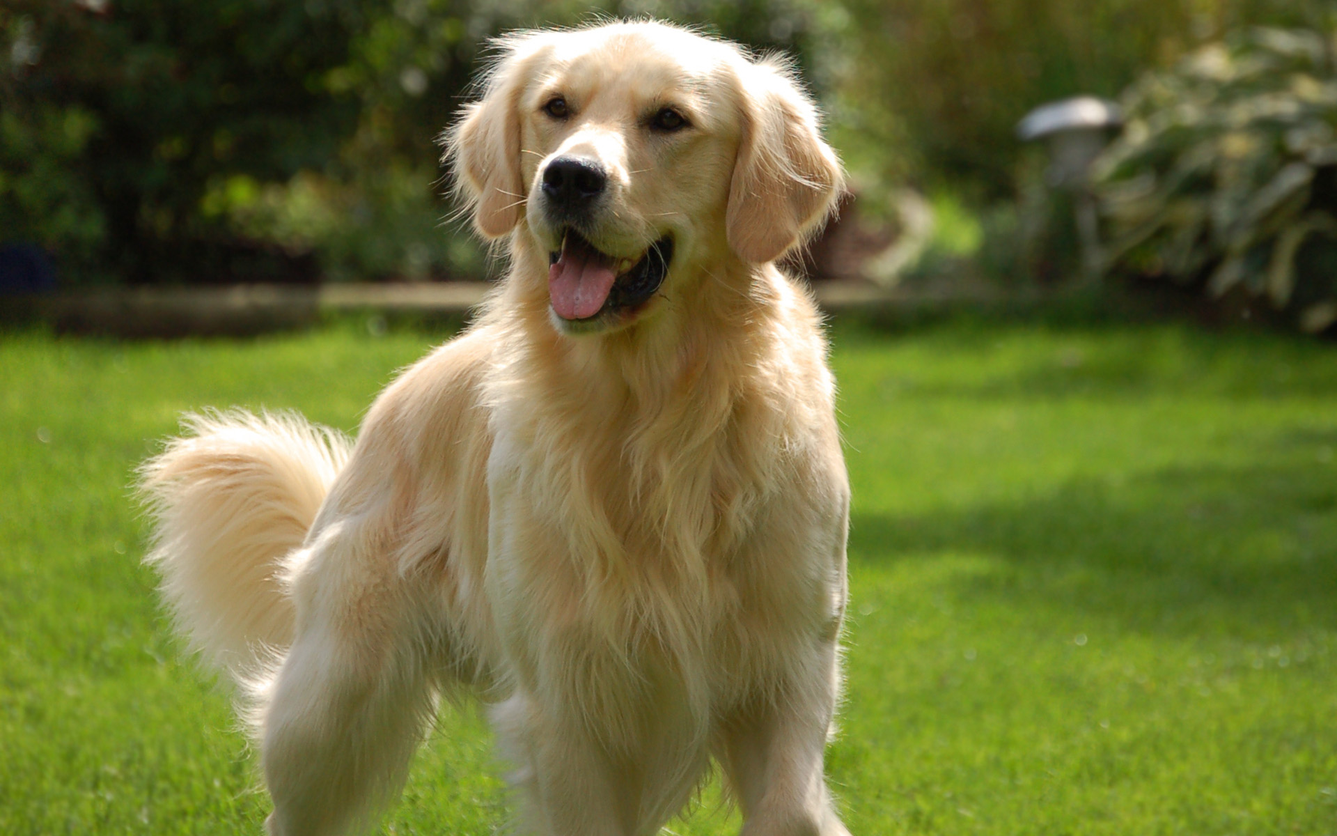 what is the cost of golden retriever in indian rupees