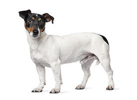 Jack Russell