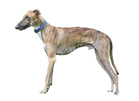 does the rampur greyhound attack humans