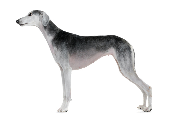 Saluki