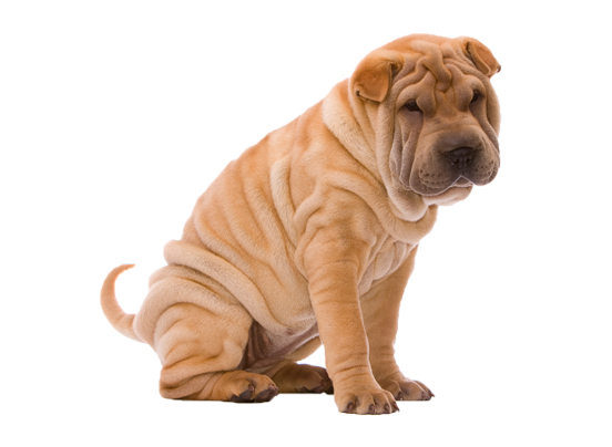Shar Pei