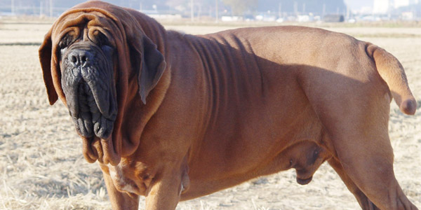 Asian dog: Korean Mastiff