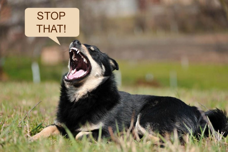 What Does Your Dog Bark Mean? DogExpress