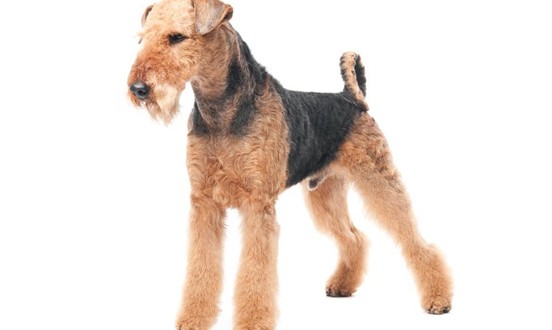 Airedale Terrier1 552x330 