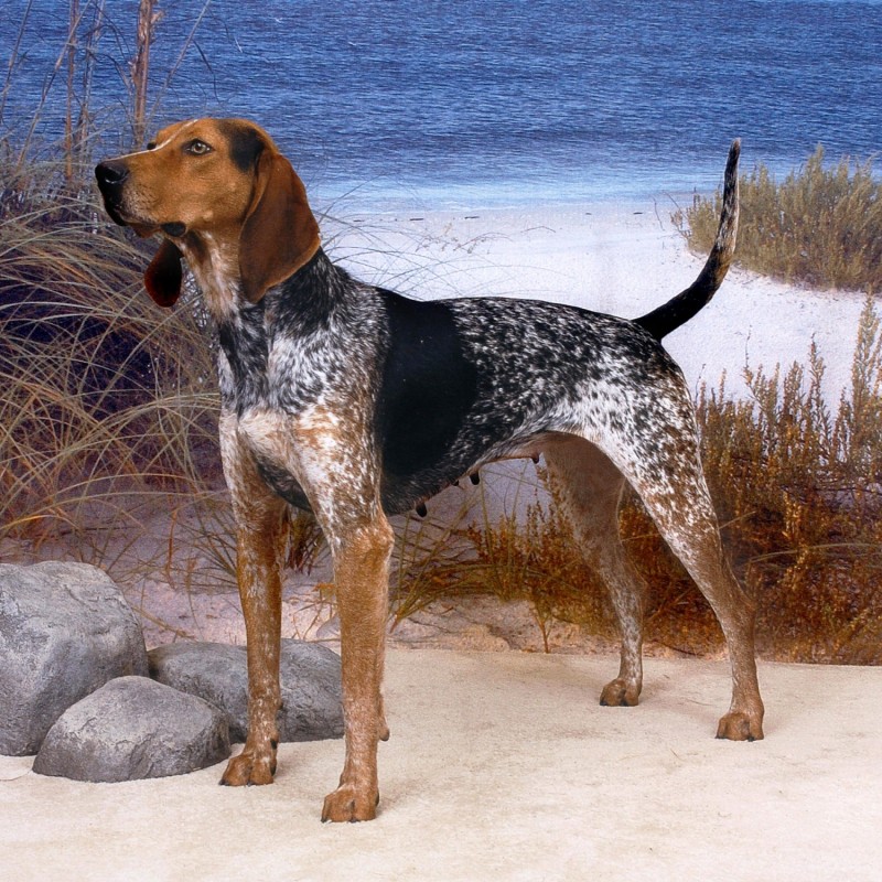 All 102+ Images show me a picture of a coonhound Latest