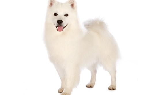 American Eskimo Dogexpress