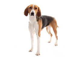 American Foxhound dog breed