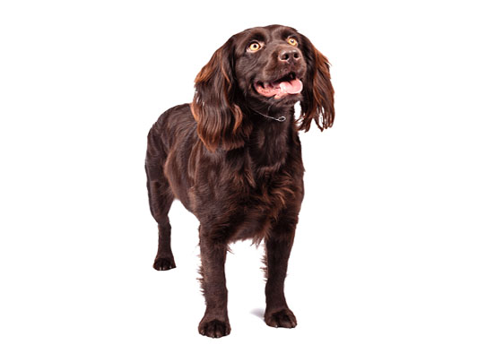 Water Spaniel