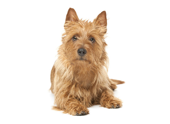 Australian Terrier | DogExpress