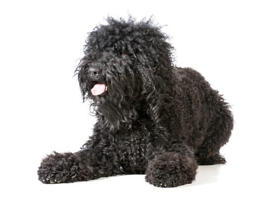 Barbet