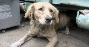 Golden retriever rescue