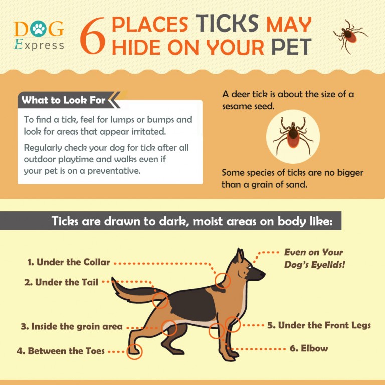 How To Keep Your Pet Dog Pest Free? | DogExpress