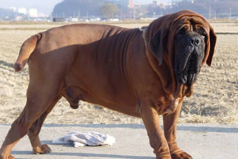 Korean Mastiffs 2 | DogExpress