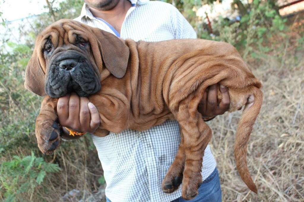 Korean Mastiffs 4 | DogExpress