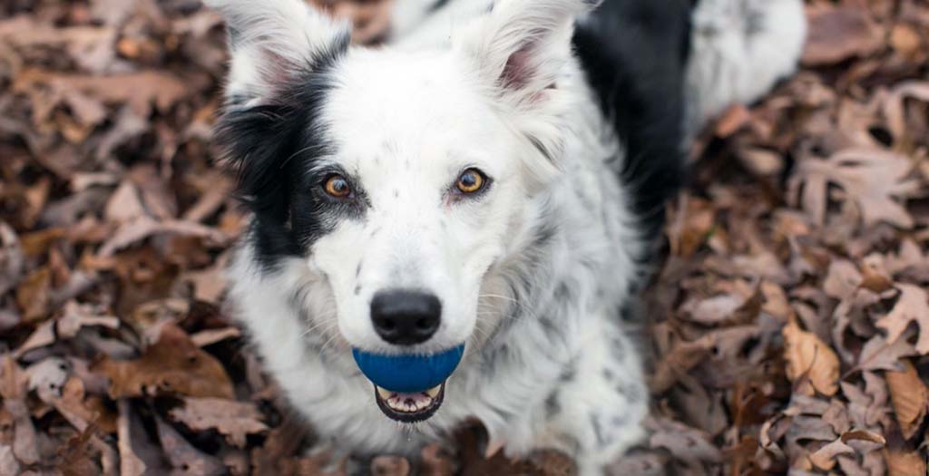 what are the top five smartest dogs