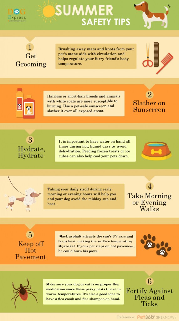 Summer Safety Tips For Dogs [Infographic] | DogExpress