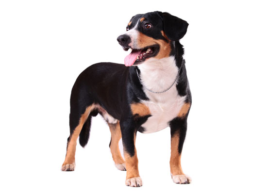 are appenzeller dogs recognized in canada