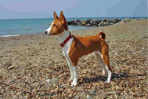 basenji dog