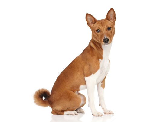 Basenji Dog | DogExpress