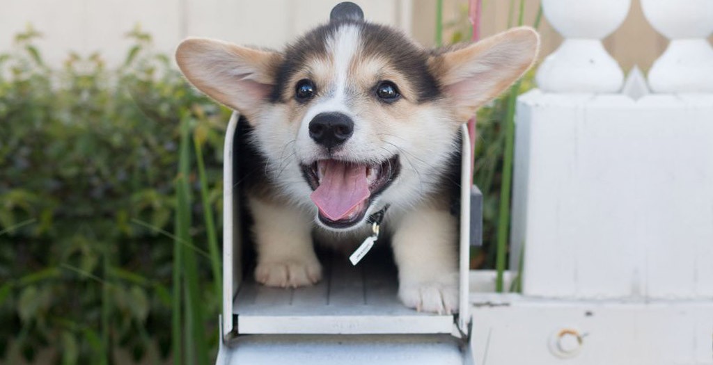 10 Dogs Stuck In Awkward Positions | DogExpress