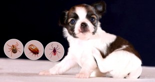 flea and tick treatment for dogs