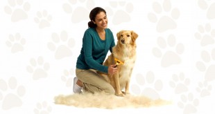 excessive shedding in dog