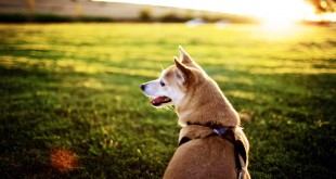 summer safety for dogs