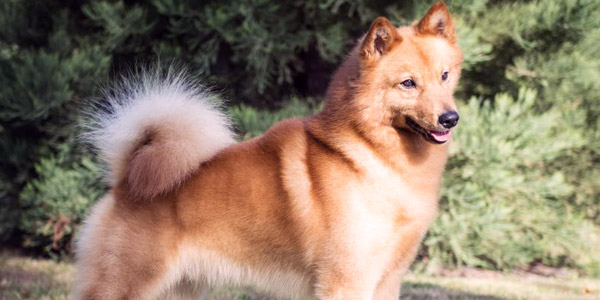 [12+] 4 Months Old Premium Finnish Spitz Dog Puppy For Sale Or Adoption