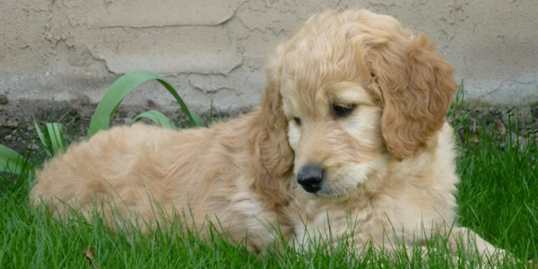 15 Top Images Labradoodle Puppy Price In India : Cockapoo Puppy For Sale Puppies For Sale Dogs For Sale Dog Breeders Dog Kennel Kitten For Sale Cat For Sale