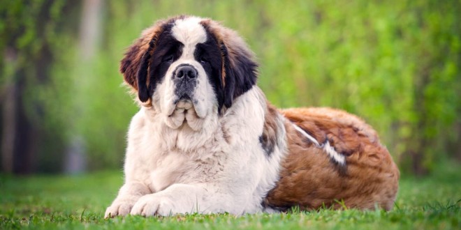 Ban on import of pedigree dog breeds