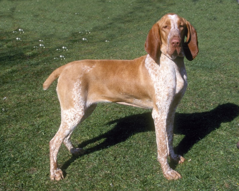 are bracco italianos smart dogs